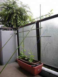 m_goya080612