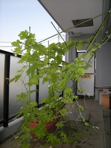 goya080712