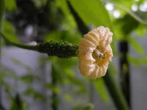 goya080720