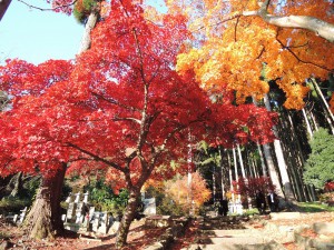▲日に照らされると燃えるような美しさ