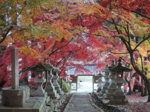 ▲石灯籠の並ぶ参道の雰囲気もいい