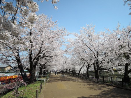 ▲桜並木のトンネルも