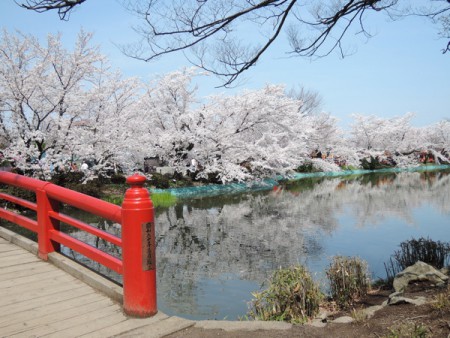 ▲水面に桜が映る