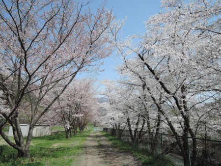 ▲葉桜になりかけている