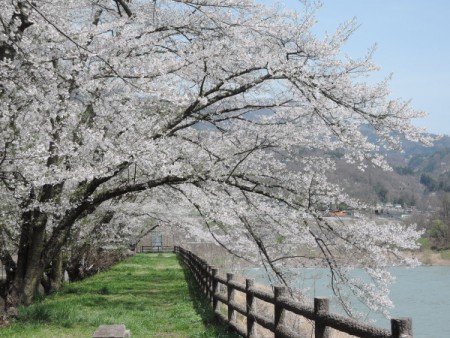 ▲土手の桜もきれい