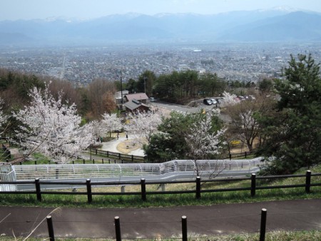 ▲園内には桜の木も