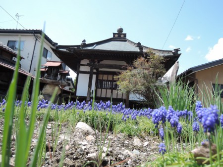 ▲寺や神社もある。吹上地蔵堂。春の気配を感じさせるムスカリ？がきれい