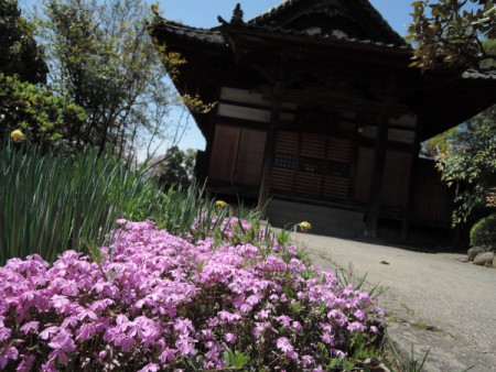 ▲蓮心寺。今度はピンク、芝桜？