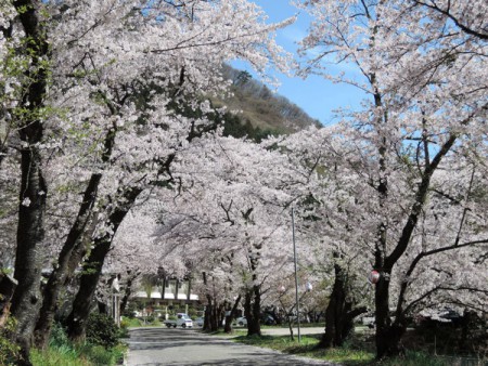 ▲入口は桜のトンネルに