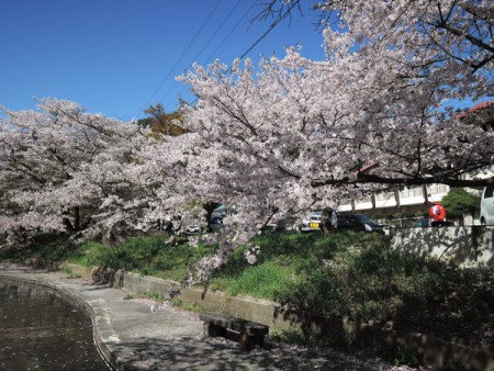 ▲池もあって鯉が泳いでいる