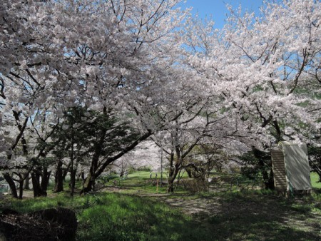 ▲緑もいっぱい。テープルを広げて花見を楽しむ人も