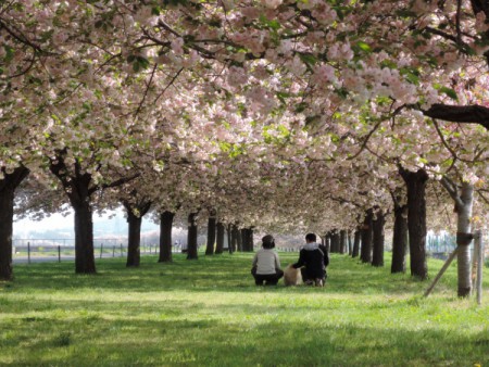 ▲二列に並ぶ桜のトンネルの下で犬を遊ばせる二人