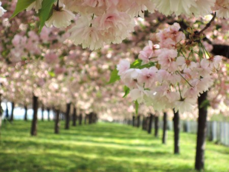 ▲三列に桜が並ぶ区間も