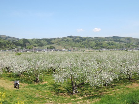▲帰路の豊野はりんごの花が満開