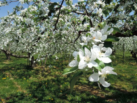 ▲純白の花は桜同様に可憐